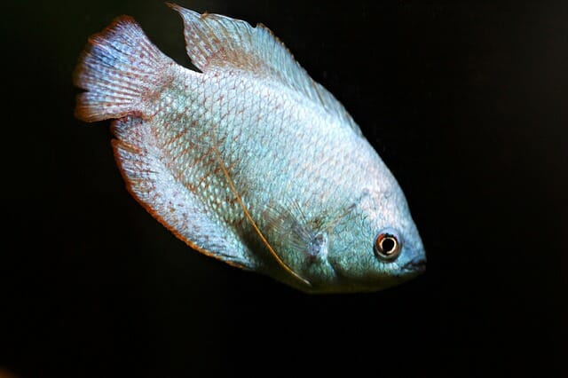 Will Dwarf Gourami Eat Shrimp: Tips and Tricks to Keep Them Together Successfully