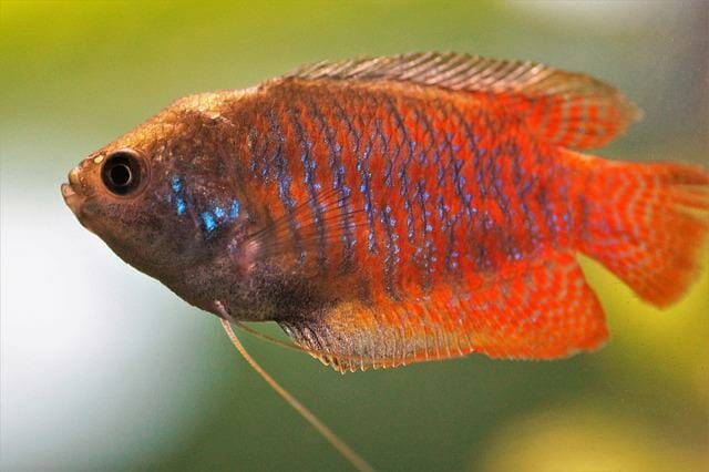 Can Dwarf Gouramis Live Alone: Will They Survive Alone?