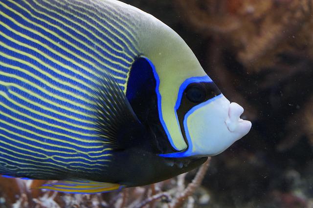How Do Angelfish Sleep: Patterns, Habits, and Reminders to Take Note