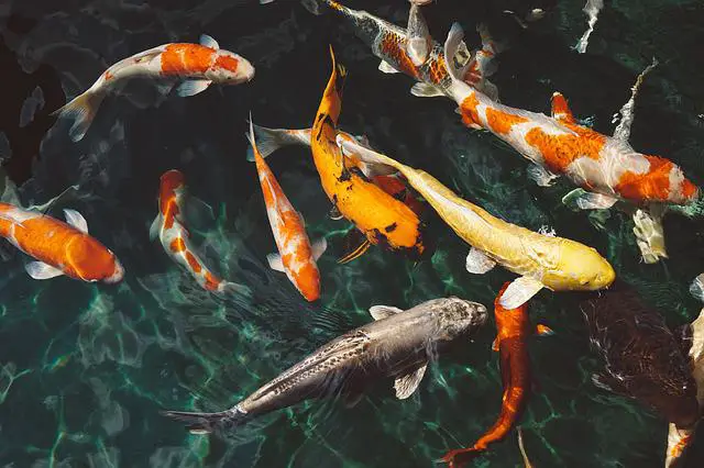 Do Fish Have Vertebrates: Are All Fish Vertebrates?