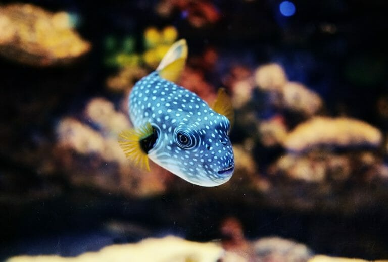 Are Dwarf Puffers Aggressive: How to Keep Them at Peace
