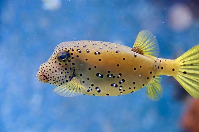 Are Dwarf Puffer Fish Poisonous: Is It Safe to Keep Them in Aquariums?
