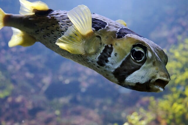 Do Dwarf Puffers Puff Up: The Good and Bad Side of Puffing