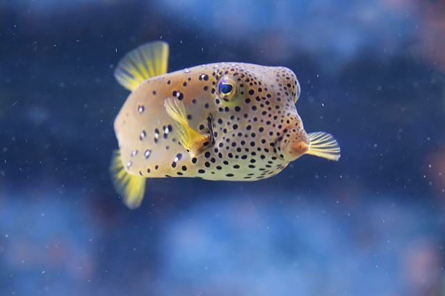 Do Pea Puffers Need a Heater: Can They Survive Without One?