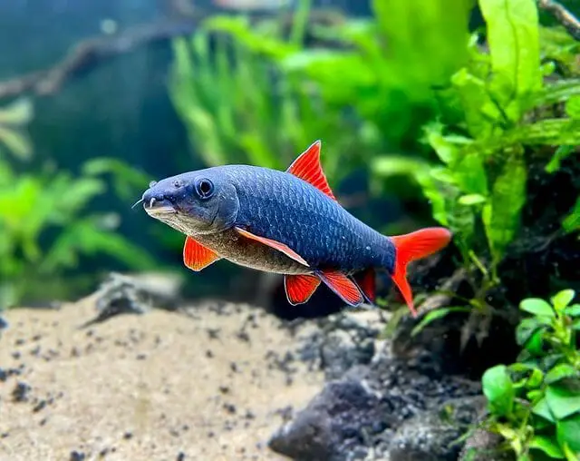 Rainbow Shark and Betta Fish Together: Compatibility and Suitable Tankmates
