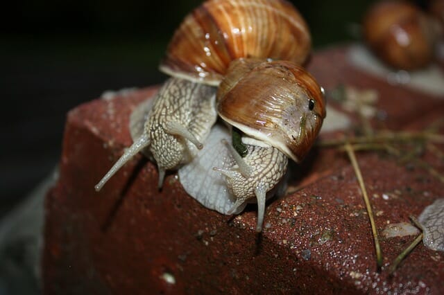 How Do Aquarium Snails Mate: Facts, Processes, and Tips - HomeTanks