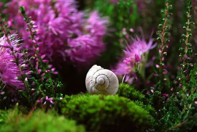 Can Aquarium Snails Live Out of Water: Prevent Your Snails From Escaping