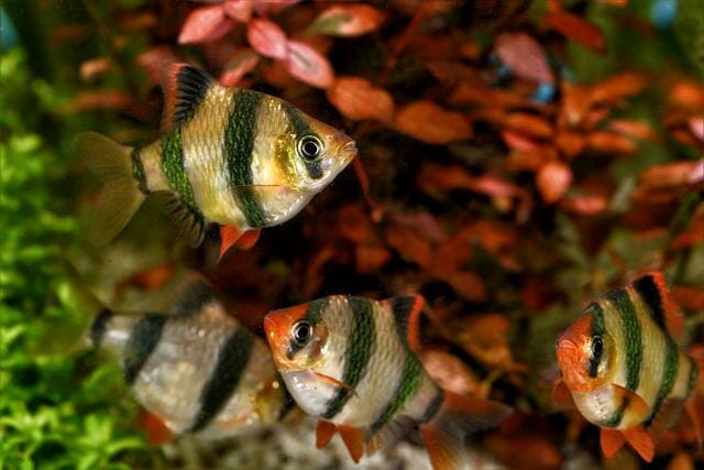 How Many Tiger Barbs in a 10-Gallon Tank: Precautions and Tips for Aquarium Care