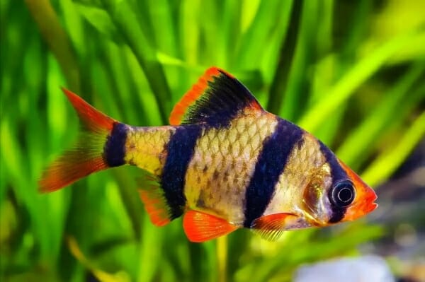 Tiger Barb Swimming Upside Down: Reasons and Treatment