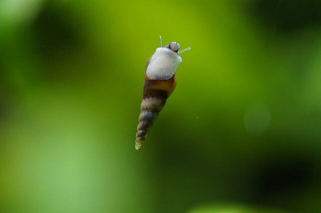 Snails That Clean Fish Tanks: Top 8 Best Aquarium Cleaners