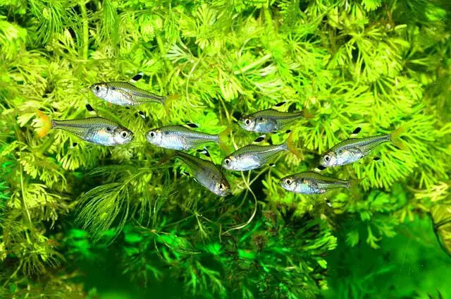 Most Interactive Aquarium Fish: A Variety of Options to Choose From!