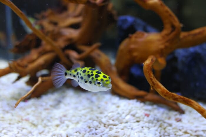 Why Is My Puffer Fish Laying on the Bottom: Common Reasons and When to Worry