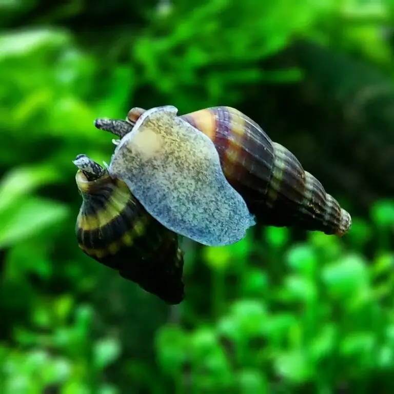 Best Snails for a Freshwater Tank: Species You Can Add to Your Aquarium!