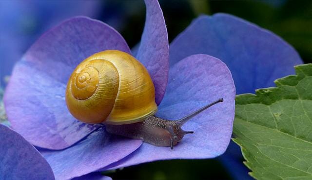 Best Snails for Saltwater Aquarium: Facts About Various Snail Pets