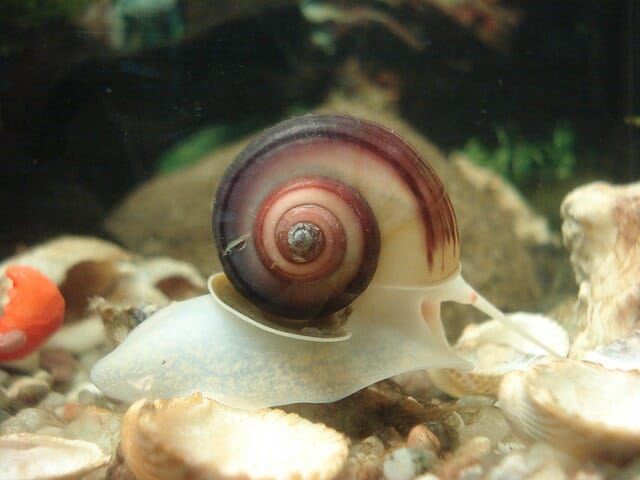 Types of Freshwater Snails: Fun Facts You Should Know Before Having Them as Pets