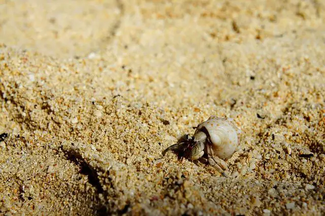 Can Hermit Crabs Eat Kiwi: Serving Fruits to Hermit Crabs