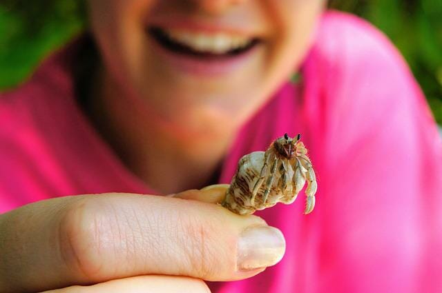 Can Hermit Crabs Eat Vegetables: Benefits and Best Veggies for Hermit Crabs!