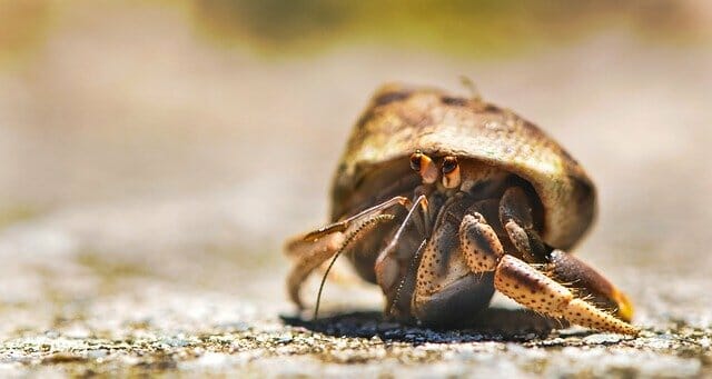 Do Hermit Crabs Need a Heat Lamp: Can They Survive Without One?