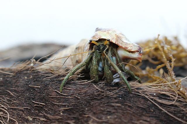 Can Hermit Crabs Eat Strawberries: Guide, Benefits, and Drawbacks