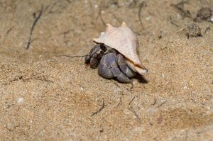 Hermit Crab Without Shell Die: Can Hermit Crabs Survive Without Shell?