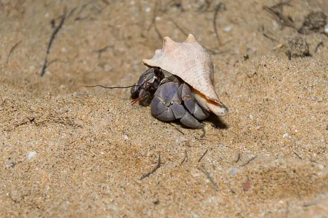 Are Hermit Crabs Social: Hermit Crabs and Their Social Behaviors