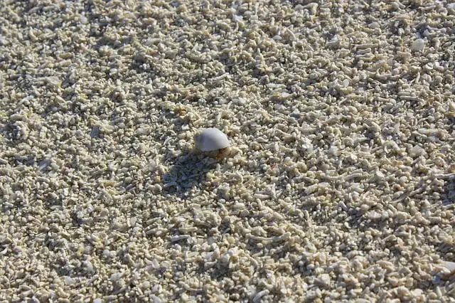 Where Do Hermit Crab Shells Come From: Things You Probably Don’t Know Yet!