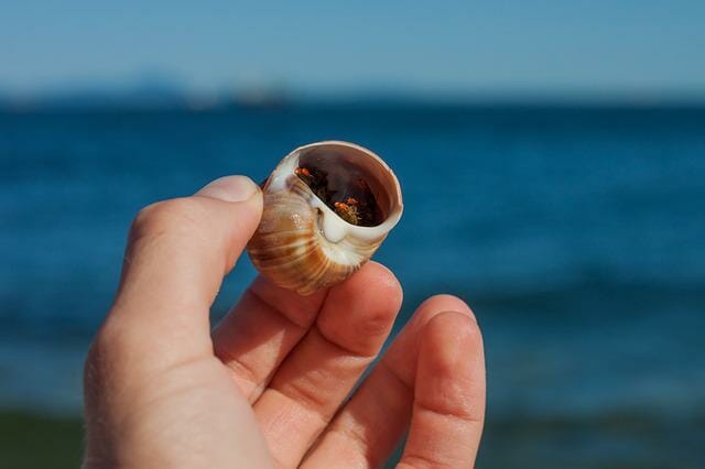 Hermit Crab Without Shell Die: Can Hermit Crabs Survive Without Shell?