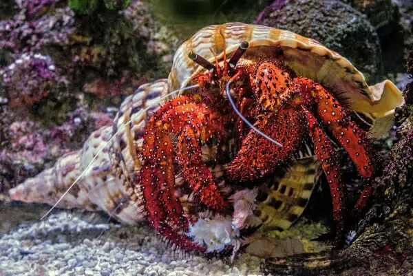 What Does a Hermit Crab Need to Survive: All You Need to Know