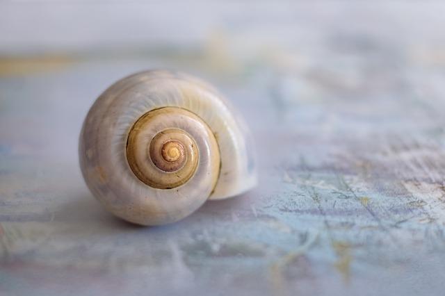 Do Aquarium Snails Need New Shells: When to Know If They Need It