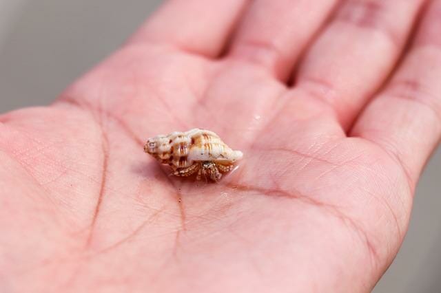 Do Hermit Crabs Poop: Facts and Guidelines to Keeping Your Pets Clean