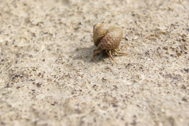 Do Hermit Crabs Pinch: Possible Reasons and What You Should Do