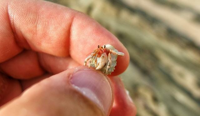 Do Hermit Crabs Lay Eggs: Breeding, Mating, and Reproduction Process