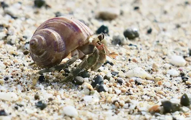 Do Hermit Crab Pinches Hurt: How Dangerous Are They?