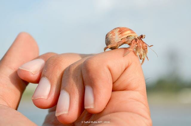 Can You Take a Hermit Crab on a Plane: Keeping Hermit Crabs Safe in Travel