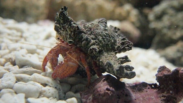 Hermit Crab Average Lifespan: Common Death Reasons in the Wild and Captivity