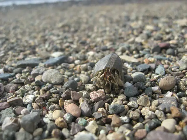 Biggest Hermit Crabs: Fun Facts on Some of the Largest Hermit Crabs in the World