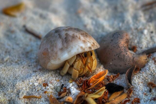 Do Hermit Crabs Hibernate in the Winter: How Long Are They Inactive?
