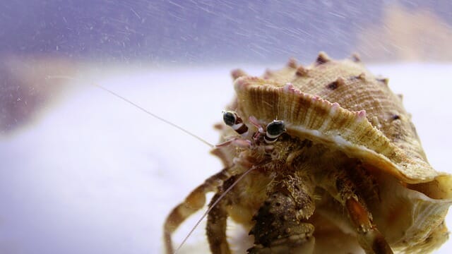 Are Hermit Crabs Dangerous: Do They Carry Diseases?