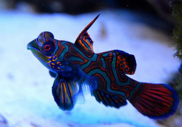 Most Beautiful Aquarium Fish: 15 Species That’ll Catch Your Breath!