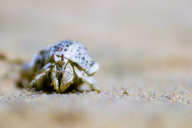 Can Hermit Crabs Eat Grapes: Is It Safe to Feed Them Grapes Every Day?