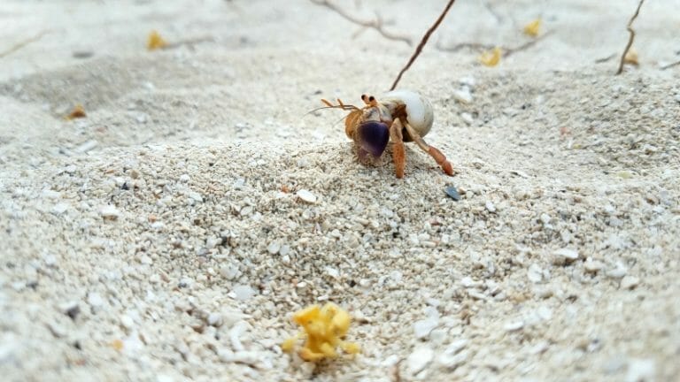Do Hermit Crabs Eat Algae: Facts, Food Choices, and Limitations