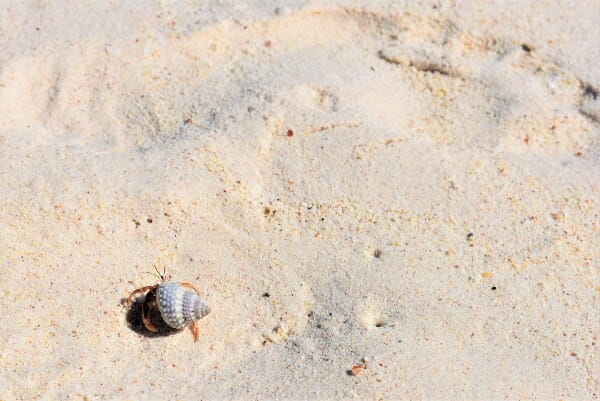 What Does a Hermit Crab Eat in the Wild: Food Types That Keep Them Alive