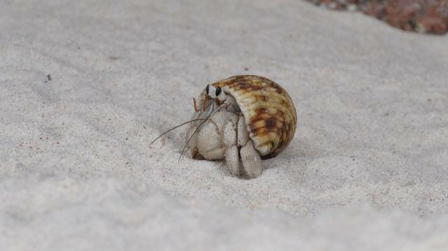 Hermit Crab Not Eating: Common Reasons and Things You Should Do