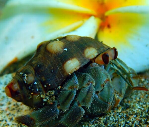 When Do Hermit Crabs Change Shells: The Importance and Reasons of the Process