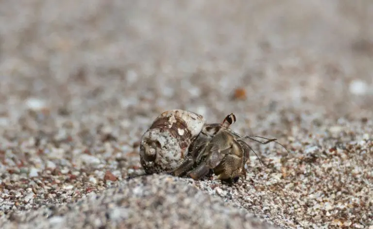 Do Hermit Crabs Have Ears: The Role of Its Hearing Talent