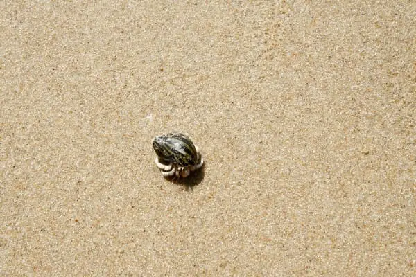 Life Cycle of a Hermit Crab: Things You Must Know as a Hermit Crab Pet Owner
