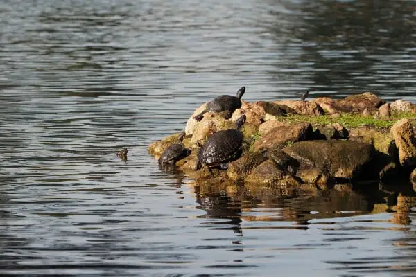 What Do Red Eared Sliders Eat in the Wild: Facts, Info, and Diet Recommendations 