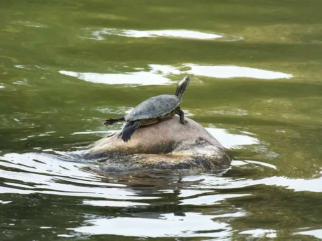 Where Do Red-Eared Slider Turtles Live: Habitat and Water Preferences Around the World