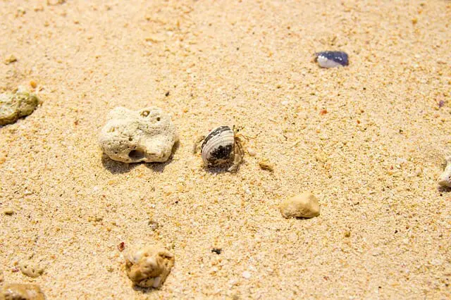Why Do Hermit Crabs Bury Themselves: Common but Interesting Reasons