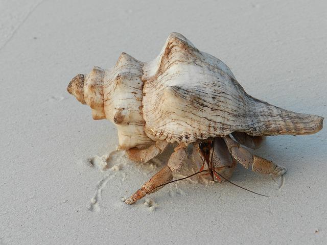 How to Keep Hermit Crab Alive: Prolonging Their Lifespan